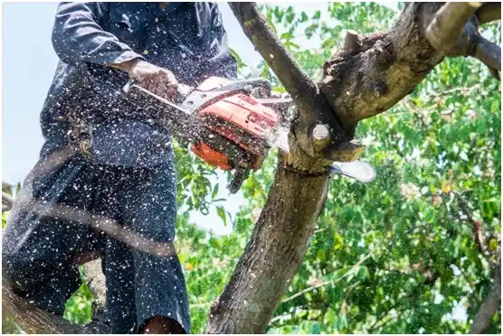 tree services Plainfield